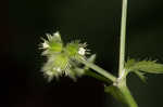 Canadian blacksnakeroot